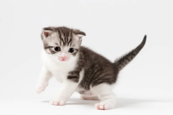 Retrato de Scottish Straight gatito bicolor manchado permaneciendo cuatro patas . —  Fotos de Stock