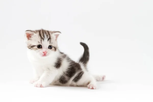 Portrét skotský rovný kotě bi-color spatřen sedí na bílém pozadí — Stock fotografie
