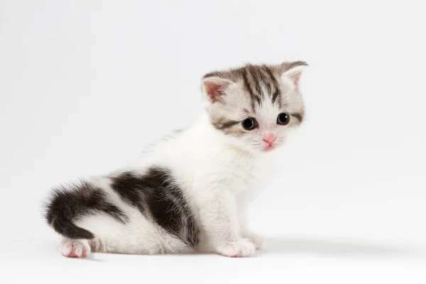 Portrait of cute scottish straight kitten bi-color spotted sitting against a white background — Stock Photo, Image