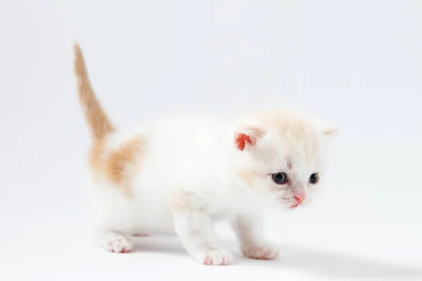 Retrato de escocês em linha reta gatinho bi-color manchado ficar quatro pernas . — Fotografia de Stock