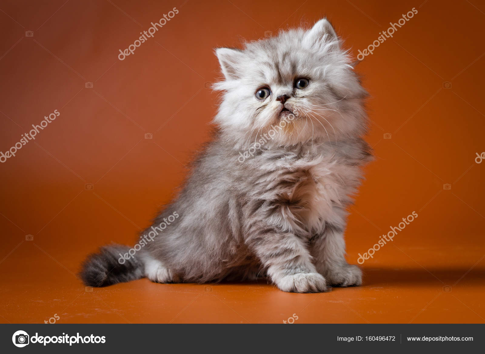 Portrait Of Straight Longhair Kitten Stock Photo C Vasi 100