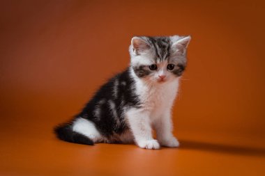 İskoç düz iki renkli tabby yavru kedi turuncu bir arka planda oturan