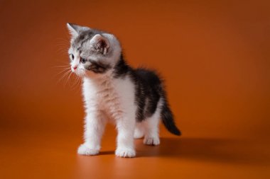 İskoç düz iki renkli tabby yavru kedi turuncu bir arka plan karşı dört ayak kalmak. 