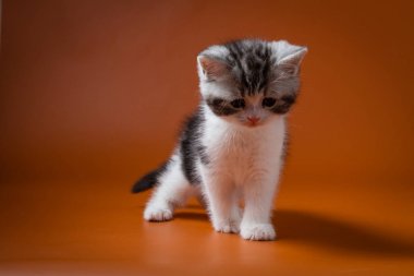 İskoç düz iki renkli tabby yavru kedi turuncu bir arka plan karşı dört ayak kalmak. 