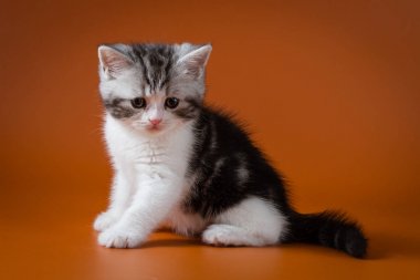 İskoç düz iki renkli tabby yavru kedi turuncu bir arka planda oturan