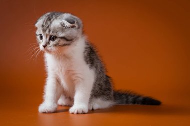 Scottish fold iki renkli yavru kedi oturma turuncu bir arka plan