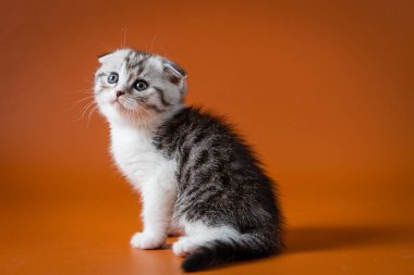 Scottish fold iki renkli yavru kedi oturma turuncu bir arka plan