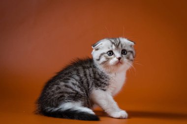 Scottish fold iki renkli yavru kedi oturma turuncu bir arka plan