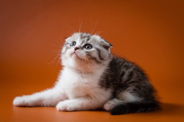 Şirin Scottish fold turuncu bir arka plan karşı yalan iki renkli yavru kedi