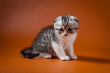 Scottish fold iki renkli yavru kedi oturma turuncu bir arka plan