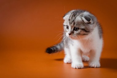 Şirin Scottish fold turuncu bir arka plan karşı dört bacağı kalan iki renkli yavru kedi