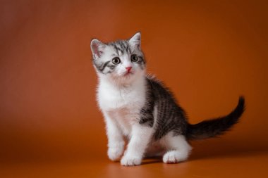 Turuncu arka planı oturma sevimli İskoç stright yavru kedi