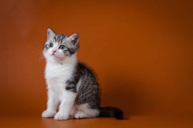 Turuncu arka planı oturma sevimli İskoç stright yavru kedi