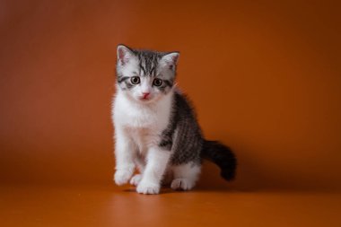 Turuncu arka planı oturma sevimli İskoç stright yavru kedi