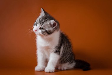Turuncu arka planı oturma sevimli İskoç stright yavru kedi