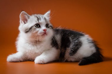 Turuncu zemin üzerine yalan şirin İskoç düz yavru kedi
