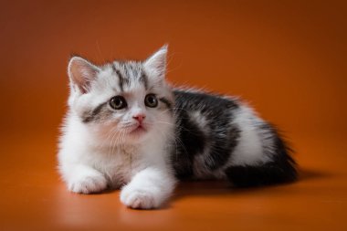 Turuncu zemin üzerine yalan şirin İskoç düz yavru kedi