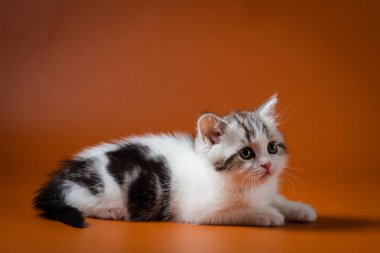 Turuncu zemin üzerine yalan şirin İskoç düz yavru kedi