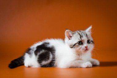 Turuncu zemin üzerine yalan şirin İskoç düz yavru kedi