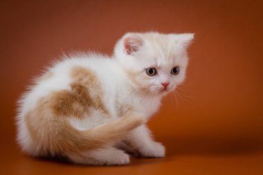 Sevimli kırmızı ve beyaz İskoç düz yavru kedi