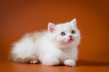 Sevimli kırmızı ve beyaz İskoç düz yavru kedi