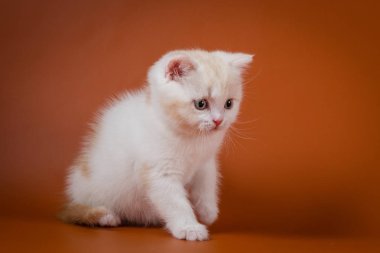 Sevimli kırmızı ve beyaz İskoç düz yavru kedi