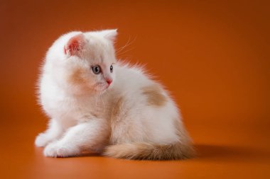 Sevimli kırmızı ve beyaz İskoç düz yavru kedi