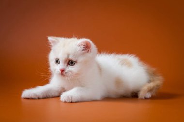 Sevimli kırmızı ve beyaz İskoç düz yavru kedi