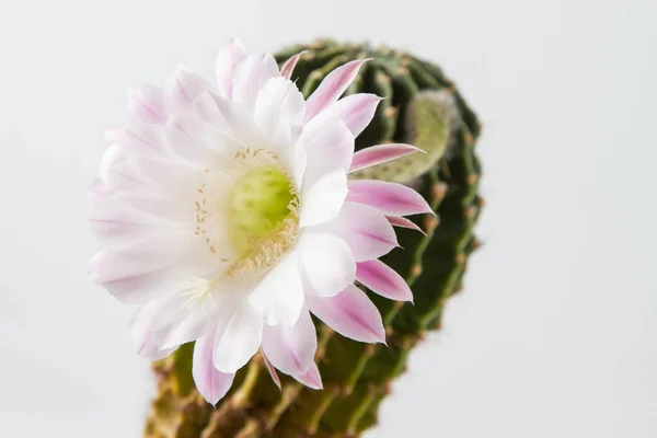 Szczegół kwitnących kaktusów — Zdjęcie stockowe