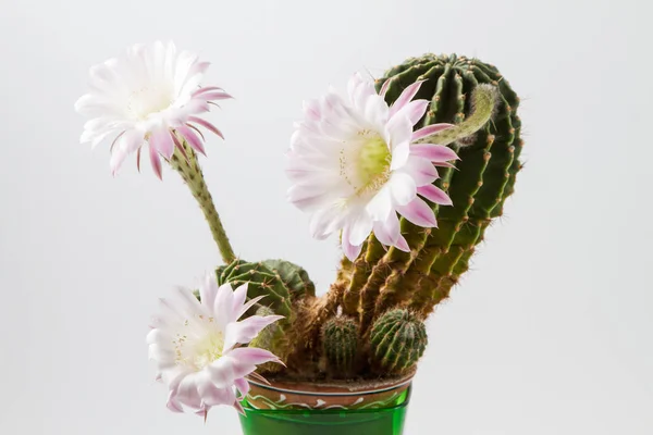 Close-up blossoming cactus — Stock Photo, Image