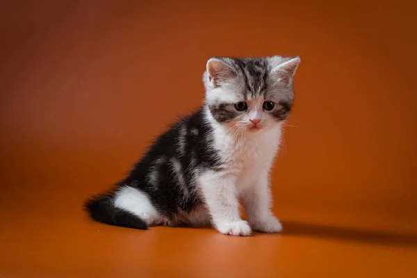 Шотландський прямі bi колір таббі кошеня, сидячи на тлі помаранчевий — стокове фото