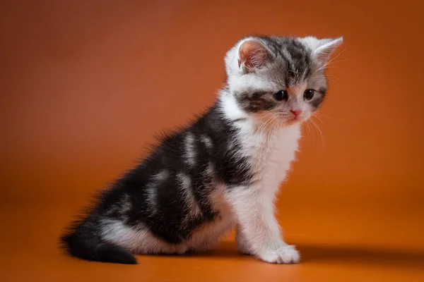 Scottish Straight bi-colour tabby kitten sitting against a orange background — Stock Photo, Image