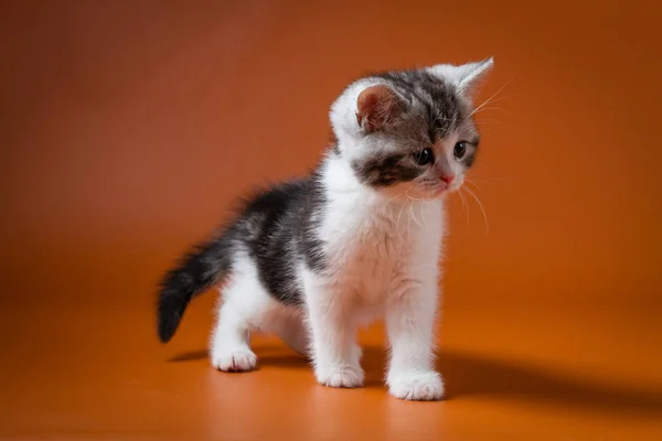 Шотландський прямі bi колір таббі кошеня перебування чотири ноги помаранчеві тлі. — стокове фото