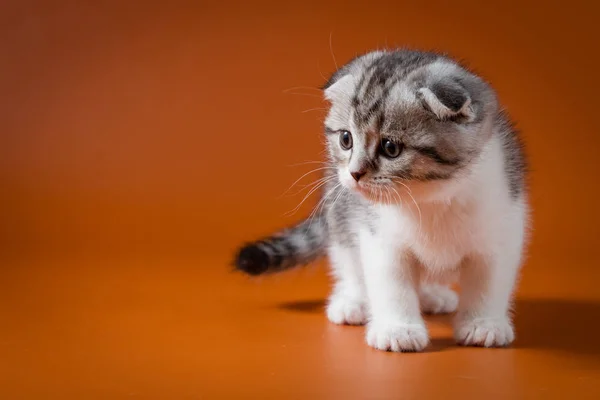 かわいいスコティッシュフォールド オレンジ背景に 4 本の脚を滞在バイカラーの子猫 — ストック写真