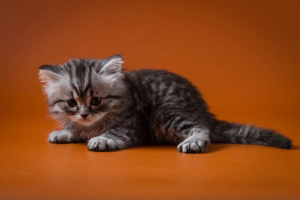 Retrato de escocês Straight cabelo longo prata cinza gatinho — Fotografia de Stock