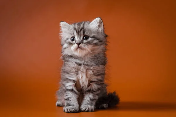 Portrait of Scottish Straight longhair kitten sitting against a orange background — Stock Photo, Image