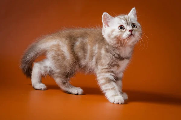 Портрет шотландський прямі кошеня перебування чотири ноги помаранчеві тлі — стокове фото