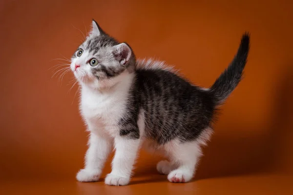 Симпатичный шотландский котенок двуцветный, пятнистый, стоящий четырьмя ногами на оранжевом фоне . — стоковое фото
