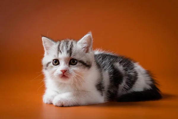 Bonito escocês em linha reta gatinho deitado no laranja fundo — Fotografia de Stock