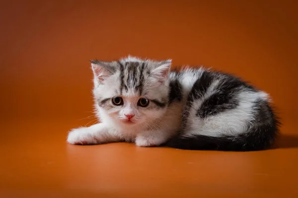 可爱的苏格兰直小猫躺在橙色背景 — 图库照片