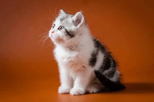 Симпатичный шотландский котенок, сидит на оранжевом фоне — стоковое фото