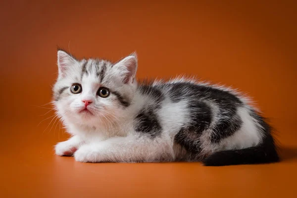オレンジ色の背景に横たわっているかわいいスコットランド ストレート子猫 — ストック写真