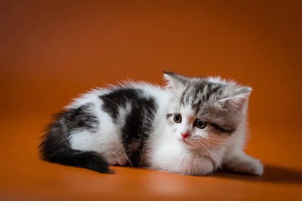 Cute Scottish Straight kitten lying on orange background — Stock Photo, Image