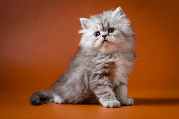 Portrait of Straight longhair kitten — Stock Photo, Image