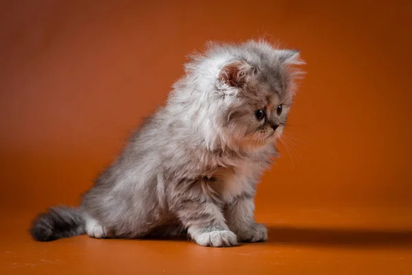 Портрет прямого довгошерстого кошеня — стокове фото