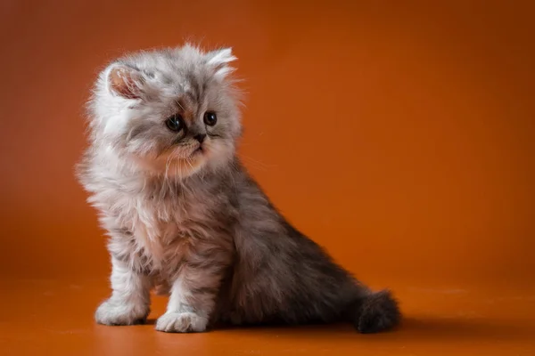 Портрет прямоволосого котенка — стоковое фото