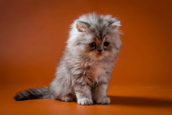 Porträt eines glatthaarigen Kätzchens — Stockfoto