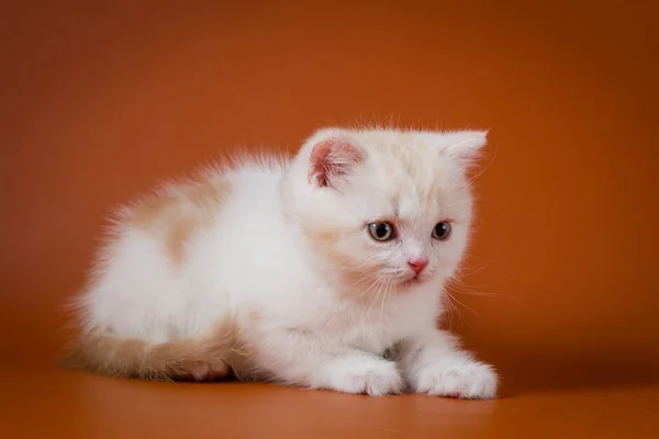 Портрет красного и белого шотландского прямоходящего котенка лежащего на оранжевом фоне — стоковое фото
