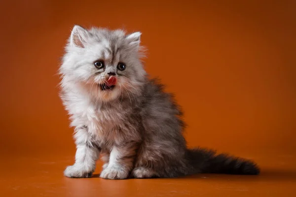 Portrait of Straight longhair kitten — Stock Photo, Image