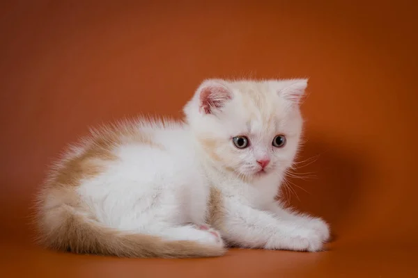 Cute red and white Scottish Straight kitten — Stock Photo, Image